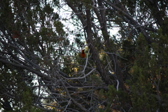 Icterus cucullatus