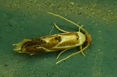 Philonome clemensella