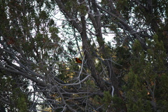 Icterus cucullatus