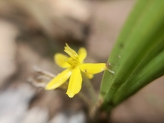 Curculigo orchioides