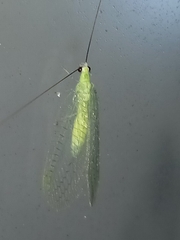 Ceraeochrysa lineaticornis