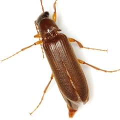Selonodon