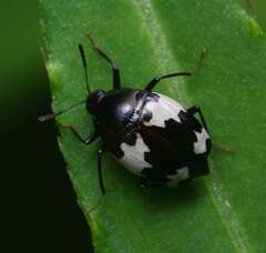 Scaphidium