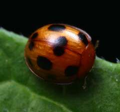 Sticholotis punctata