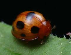 Sticholotis punctata