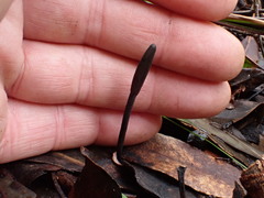 Geoglossum umbratile