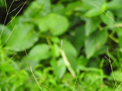 Tetragnatha elongata