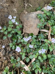 Veronica oligosperma