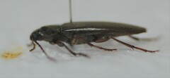 Enchodes sericea