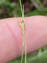 Rhynchospora gracilenta