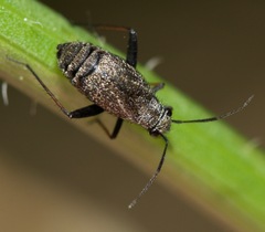 Orthocephalus saltator