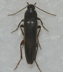 Enchodes sericea