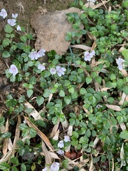Veronica oligosperma