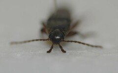 Enchodes sericea