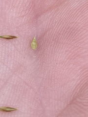 Rhynchospora gracilenta