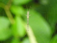 Tetragnatha elongata