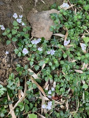 Veronica oligosperma