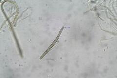 Geoglossum umbratile