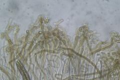 Geoglossum umbratile