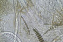 Geoglossum umbratile