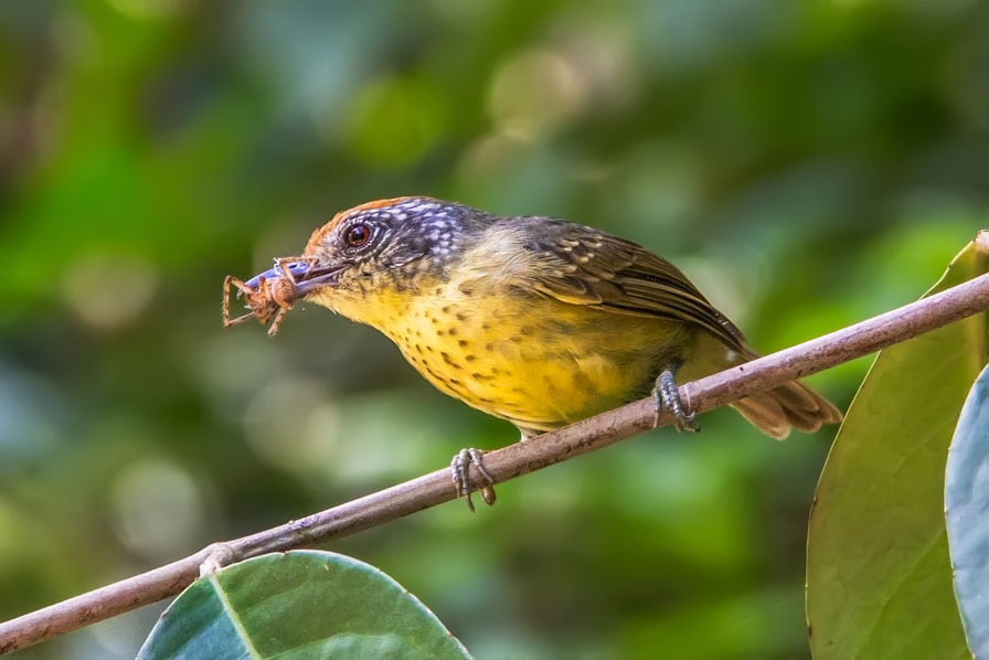 Spot-Breasted Antvireo