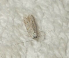 Symmocoides oxybiella