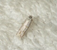 Symmocoides oxybiella