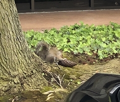Sciurus carolinensis