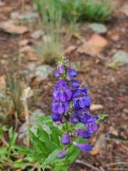 Penstemon glaber