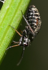 Orthocephalus saltator