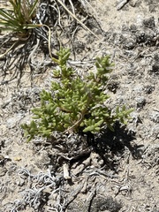 Nitrophila occidentalis