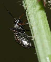 Orthocephalus saltator