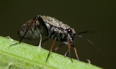 Orthocephalus saltator