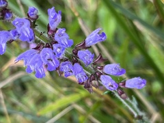 Salvia japonica