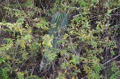 Trichocereus schickendantzii