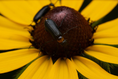 Nemognatha nemorensis