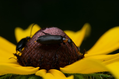 Nemognatha nemorensis