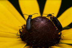 Nemognatha nemorensis