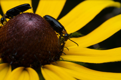 Nemognatha nemorensis