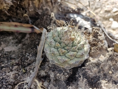 Strombocactus disciformis disciformis