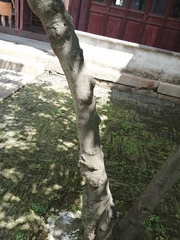 Chimonanthus praecox