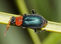 Collops tricolor