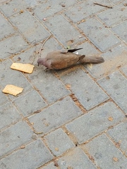 Streptopelia senegalensis