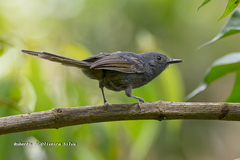 Cercomacra brasiliana