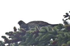 Dendragapus fuliginosus