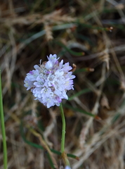 Armeria sampaioi