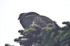 Dendragapus fuliginosus