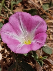 Convolvulus arvensis