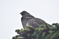 Dendragapus fuliginosus