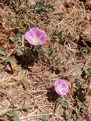 Convolvulus arvensis